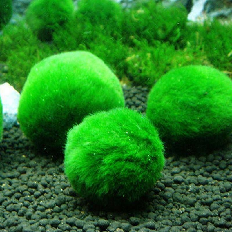 Why Marimo Make Sense In Minnesota Winters
