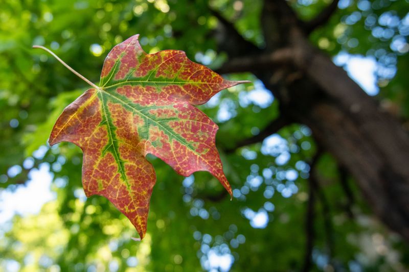 Why Midsummer Leaf Drop Catches Illinois Homeowners Off Guard