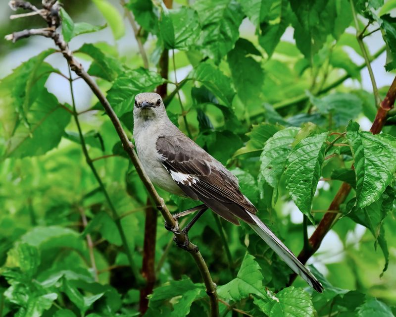 Why Mockingbirds Are Showing Up In Your Shrubs Now