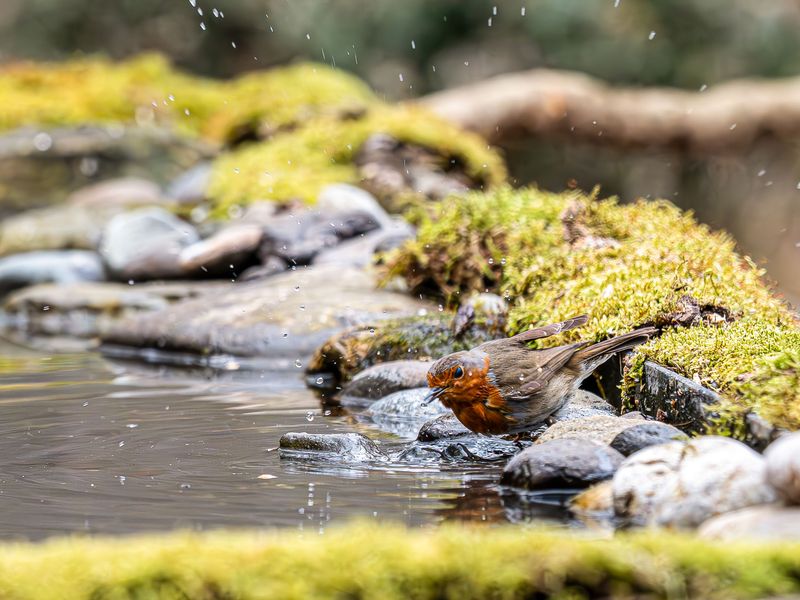 Why Montana Wildlife Loves Small Water Features Why Montana Wildlife Loves Small Water Features
