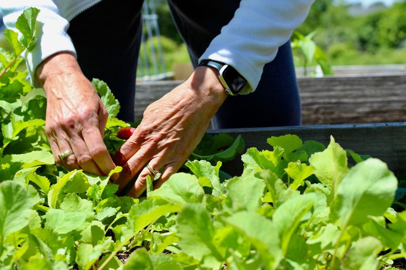 Why Most Minnesota Gardens Sit Empty After Summer Harvest