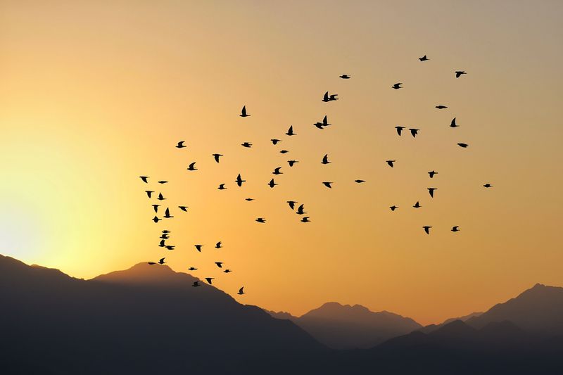 Why Mountain Valleys Attract Migrating Birds