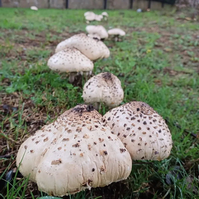 Why Mushrooms Suddenly Appear In Your Lawn Why Mushrooms Suddenly Appear In Your Lawn