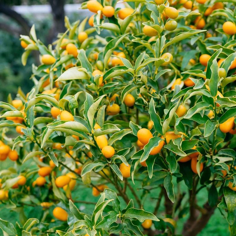 Why Nagami Kumquat Fits Smaller California Yards Why Nagami Kumquat Fits Smaller California Yards