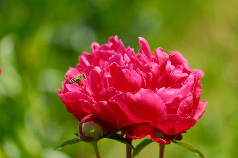 Why Nectar Peaks During Late Spring Blooms