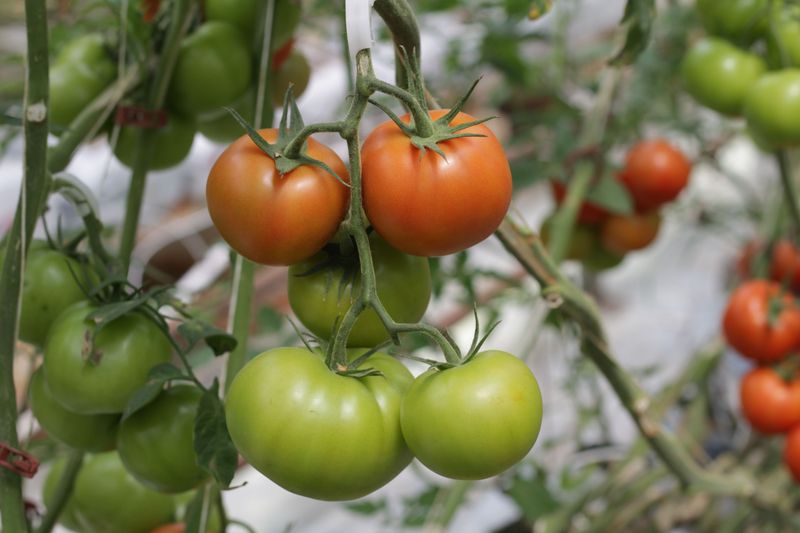 Why Nitrogen Becomes A Problem Once Tomatoes Start Ripening