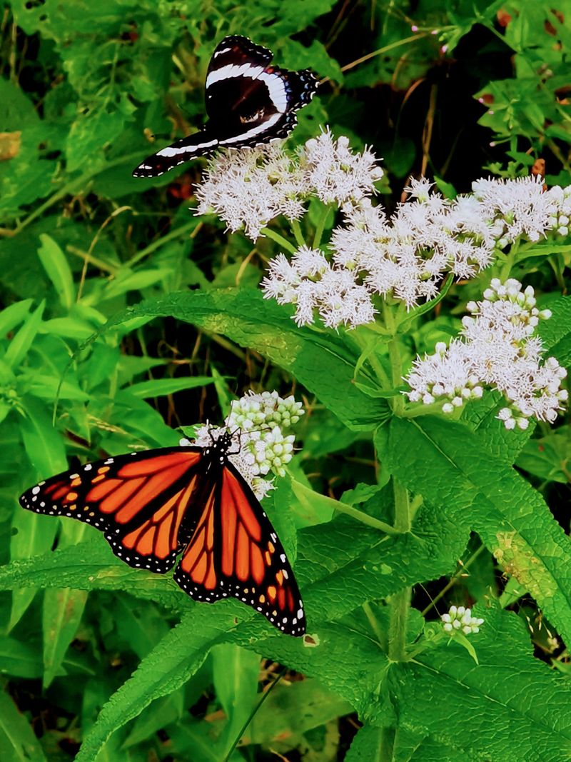 Why Non-Native Seeds Can Hurt Local Wildlife Why Non-Native Seeds Can Hurt Local Wildlife
