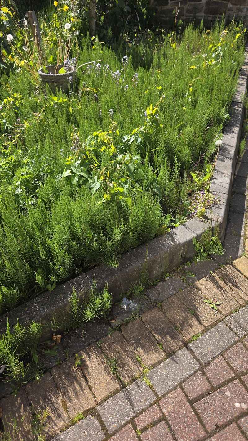 Why One Quick Pull Makes Horsetail Fight Back