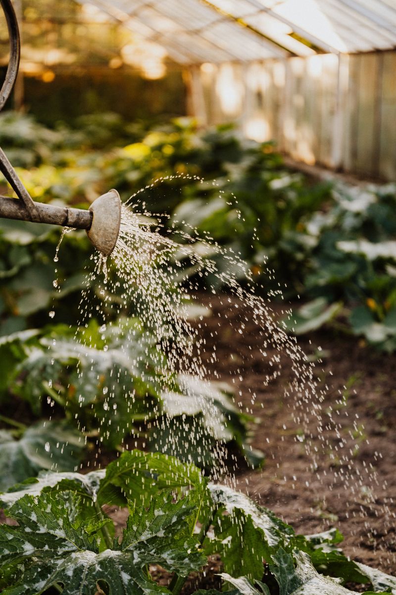 Why Overwatering Mimics Heat Stress In Plants Why Overwatering Mimics Heat Stress In Plants
