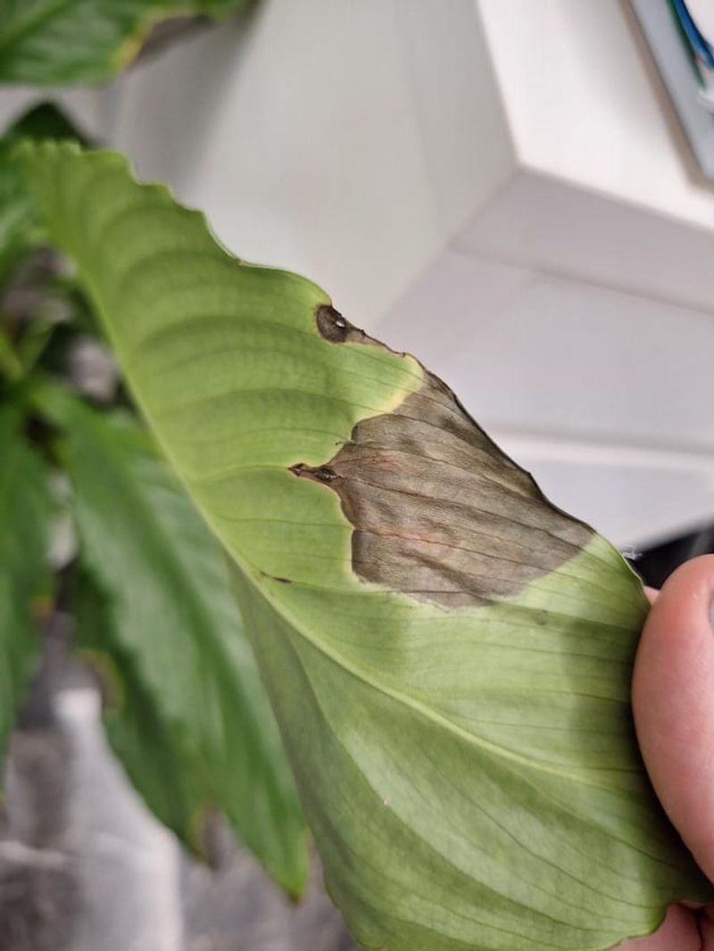 Why Peace Lilies Are Prone To Brown Leaf Tips