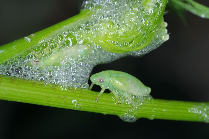 Why Plant Stems Suddenly Look Covered In Spit