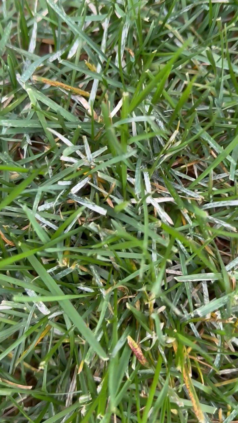 Why Powdery Mildew Loves Tennessee Lawns