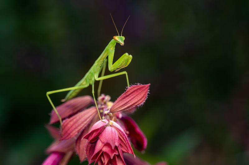 Why Praying Mantises Choose Certain Gardens