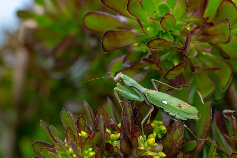 Why Praying Mantises Choose Certain Gardens