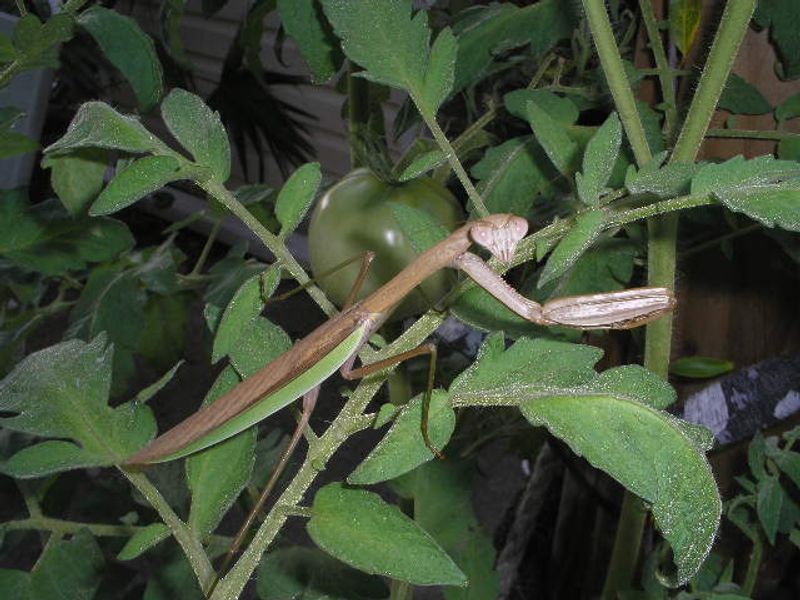 Why Praying Mantises Show Up On Tomato Plants Why Praying Mantises Show Up On Tomato Plants