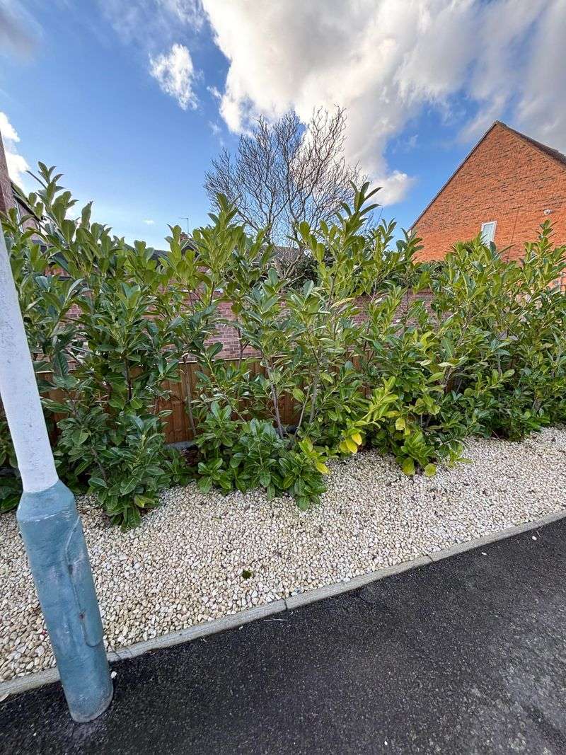 Why Pruning Day Needs A Fast Cleanup Why Pruning Day Needs A Fast Cleanup