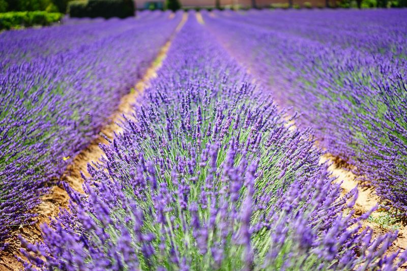 Why Pruning Timing Matters For Next Year's Blooms Why Pruning Timing Matters For Next Year's Blooms