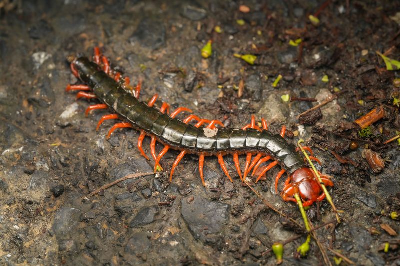Why Rain Pushes Centipedes Toward Shelter