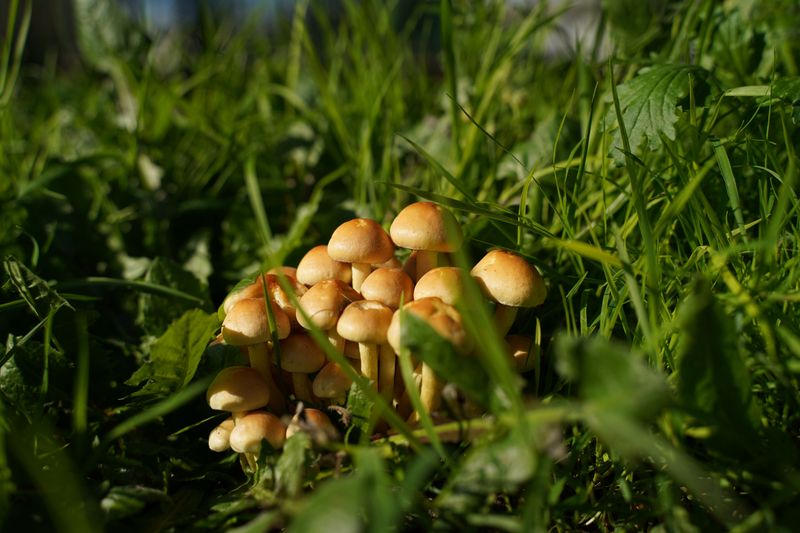 Why Rain Triggers A Sudden Mushroom Bloom In Your Lawn Why Rain Triggers A Sudden Mushroom Bloom In Your Lawn