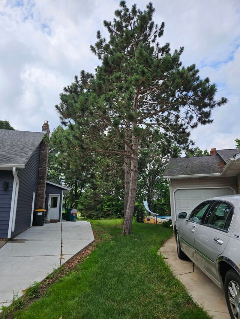 Why Roof-Hugging Limbs Are So Risky Why Roof-Hugging Limbs Are So Risky