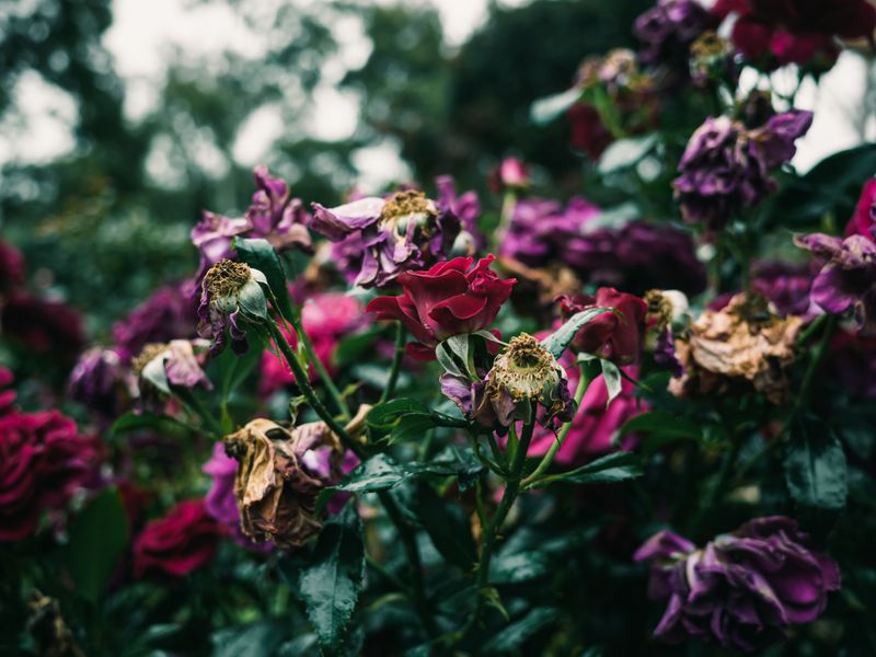 Why Roses Stop Blooming By Mid-Summer Why Roses Stop Blooming By Mid-Summer