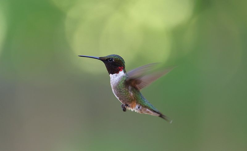 Why Ruby-Throated Hummingbirds Start Leaving In August Why Ruby-Throated Hummingbirds Start Leaving In August