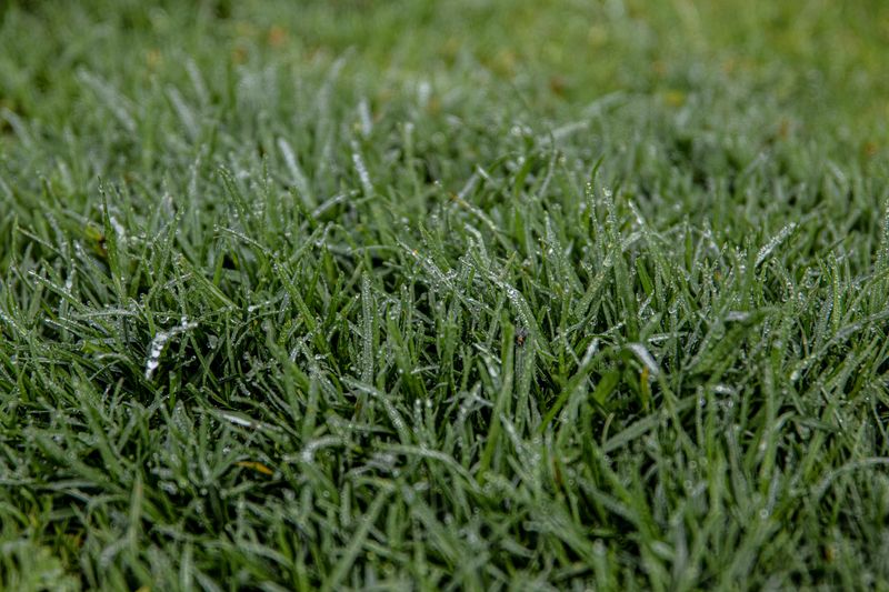 Why September Is The Perfect Month For Kentucky Bluegrass Renovation