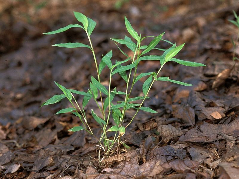 Why Shade Gives This Grass A Hidden Advantage Why Shade Gives This Grass A Hidden Advantage