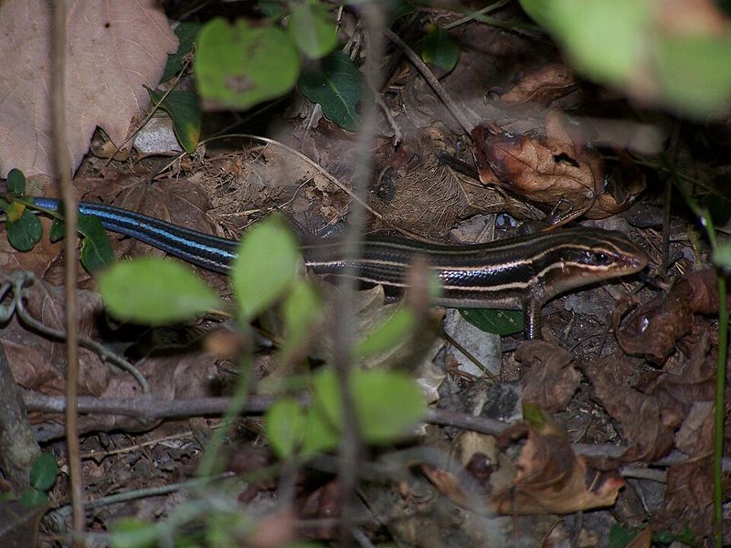 Why Sightings Are Increasing This Summer