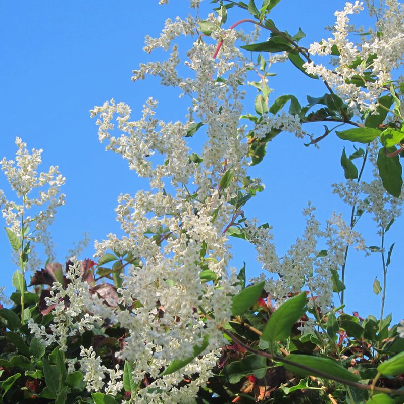 Why Silver Lace Vine Loves A Front Door Trellis Why Silver Lace Vine Loves A Front Door Trellis