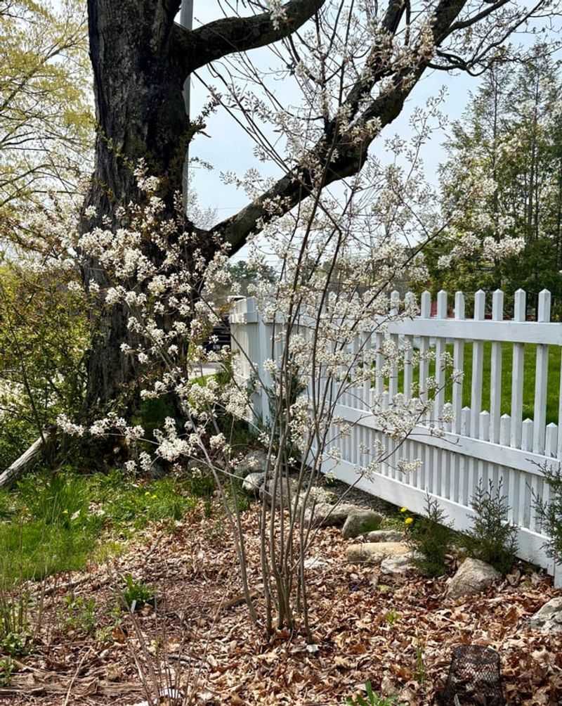 Why Smaller Size Suits Home Landscapes