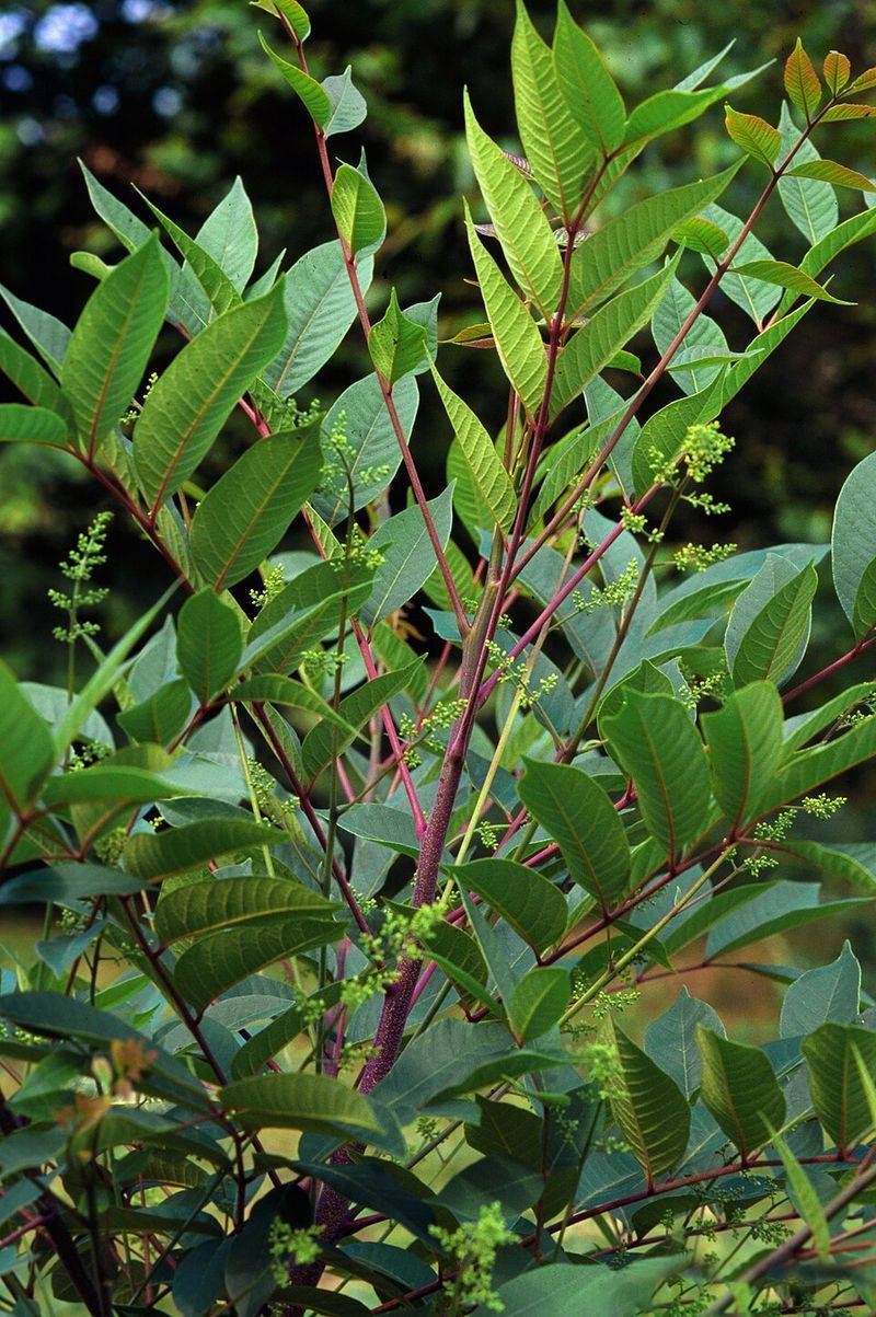 Why Snakes Get More Attention Than This Shrub Does