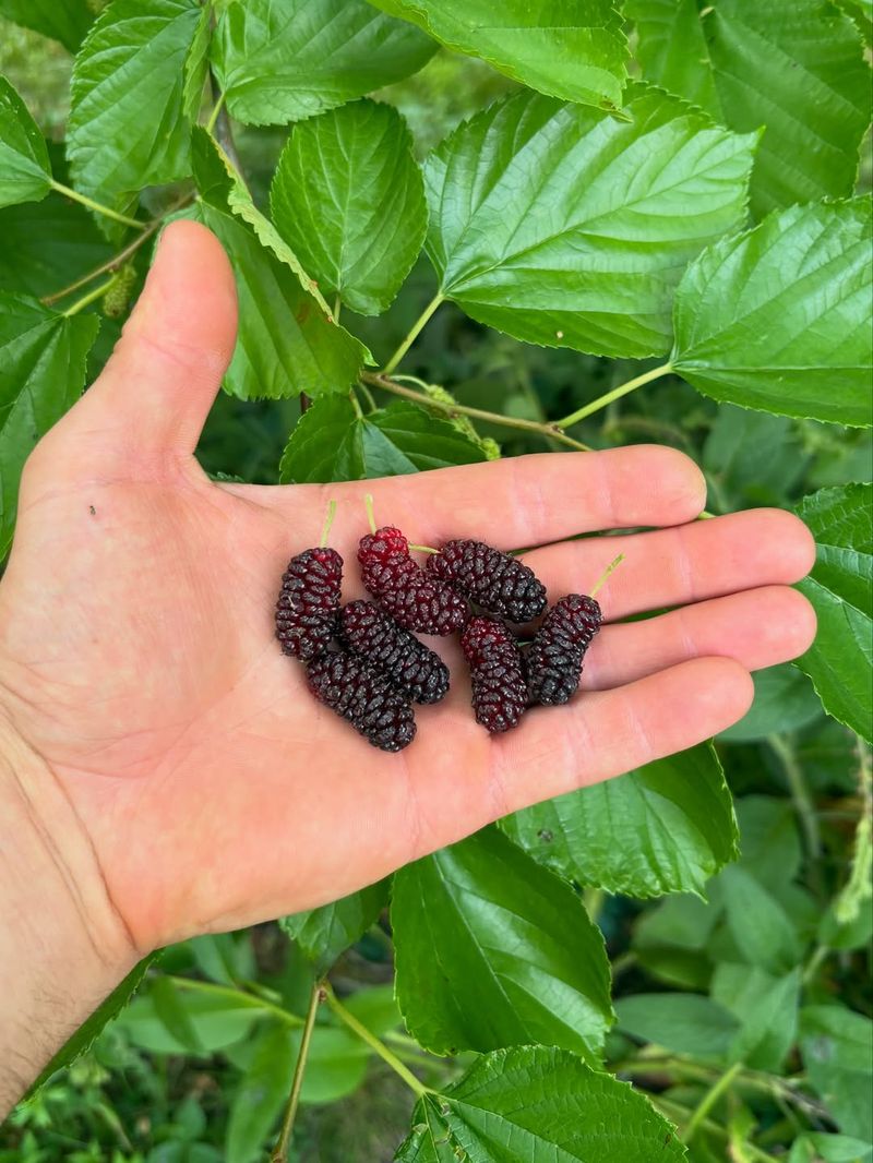 Why Soft Fruit Is Suddenly Turning Mushy