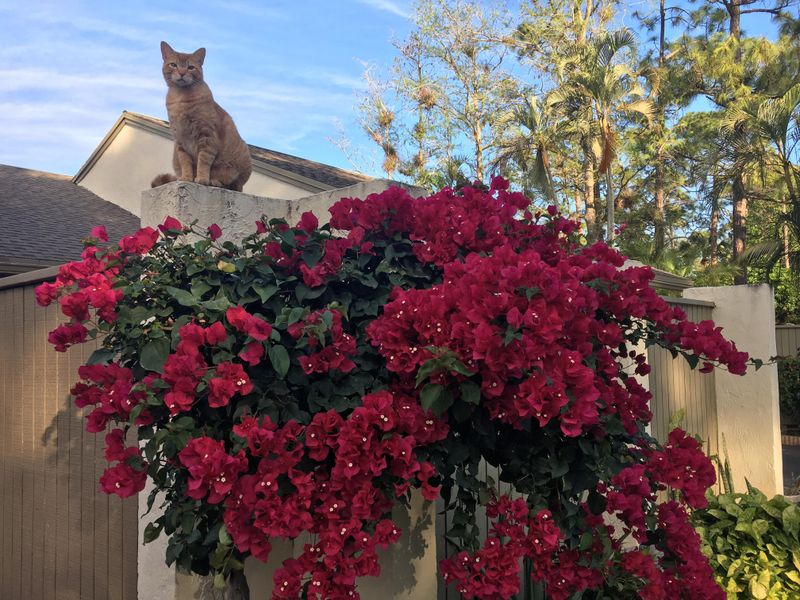 Why Some Popular Garden Favorites Made The List Why Some Popular Garden Favorites Made The List
