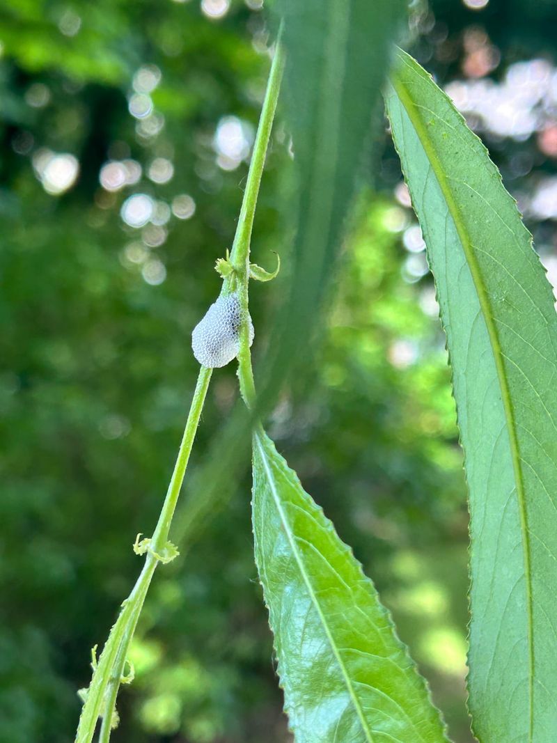 Why Stems And Leaves Suddenly Look Covered In Spit Why Stems And Leaves Suddenly Look Covered In Spit