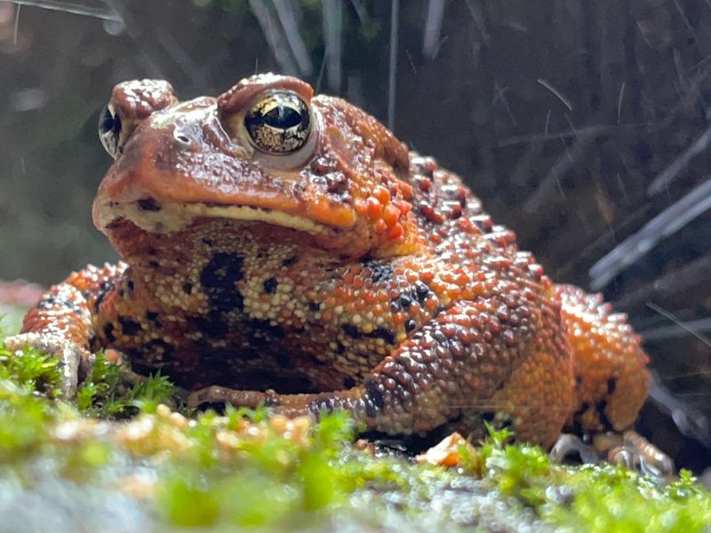 Why Steps Can Make Good Amphibian Habitat Why Steps Can Make Good Amphibian Habitat