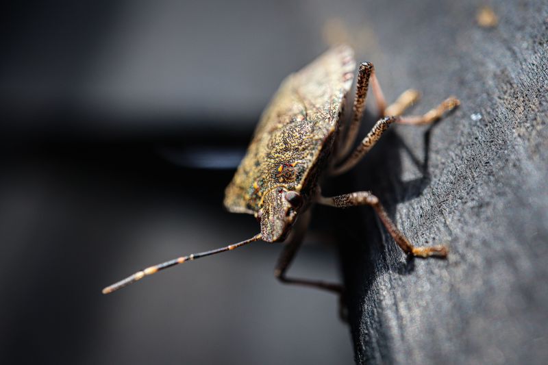 Why Stink Bugs Move Indoors This Time Of Year