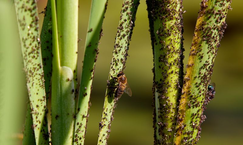 Why Summer Heat Makes Infestations Worse