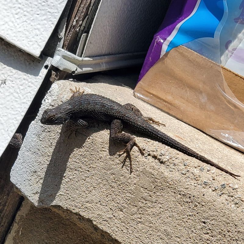 Why Sunny Siding Feels Like A Reptile Resort Why Sunny Siding Feels Like A Reptile Resort