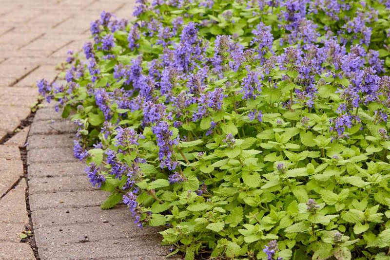 Why Sunny Spots Bring Out The Strongest Scent Why Sunny Spots Bring Out The Strongest Scent