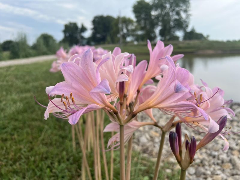Why Surprise Lilies Seem To Appear Out Of Nowhere Why Surprise Lilies Seem To Appear Out Of Nowhere