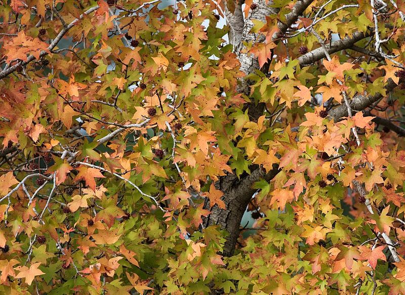 Why Sweetgum Belongs In Every Maryland Backyard Why Sweetgum Belongs In Every Maryland Backyard
