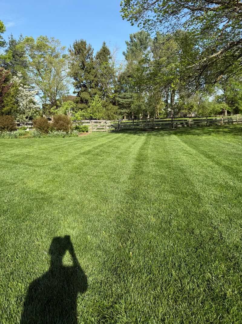 Why Taller Grass Handles Heat Better