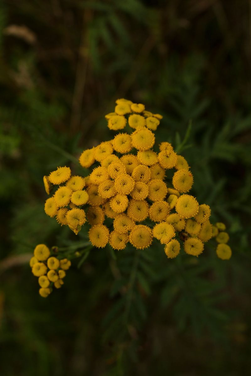 Why Tansy Gets Mistaken For A Common Weed