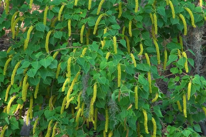 Why Texas Drought Doesn't Stop Chinese Tallow Why Texas Drought Doesn't Stop Chinese Tallow