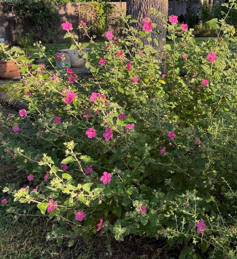 Why Texas Heat Doesn't Shut This Flower Down Why Texas Heat Doesn't Shut This Flower Down