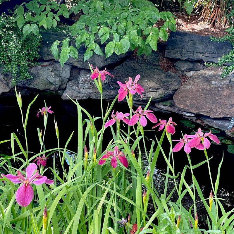 Why The Abbeville Red Iris Is So Uncommon