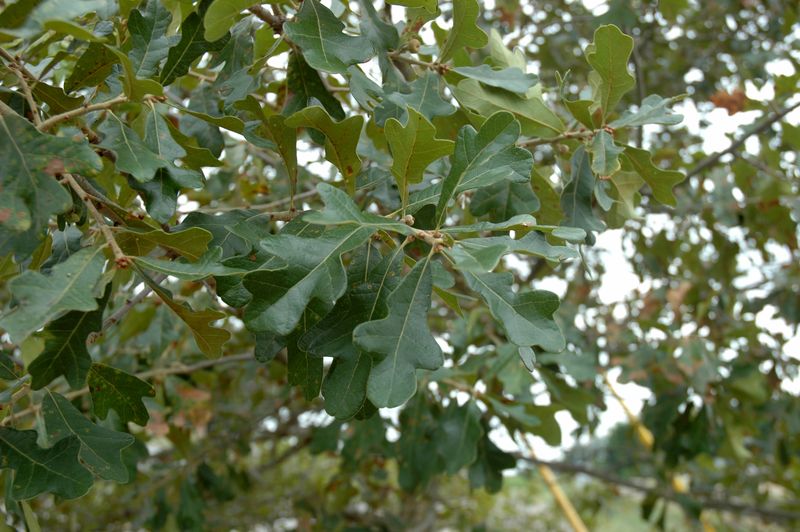 Why The Alabama Sandstone Oak Is So Rare