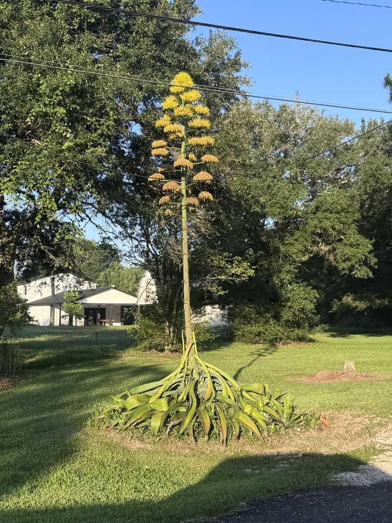 Why The Main Plant Fades After Blooming
