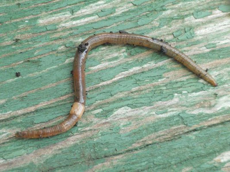 Why These Worms Are So Hard To Spot